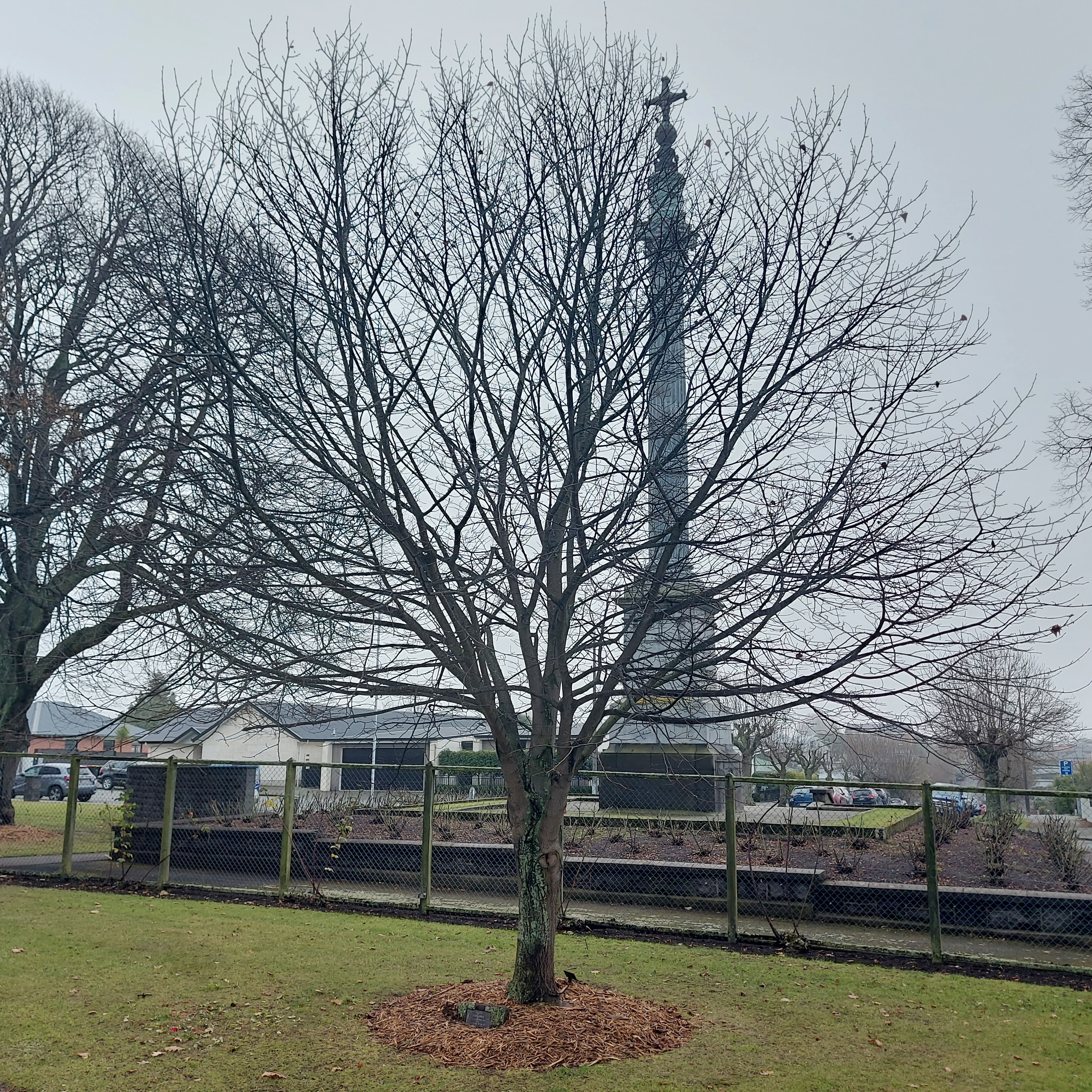 WuHoo John Lennon Tree TimaruBotanicGardens 20230620 150118 01