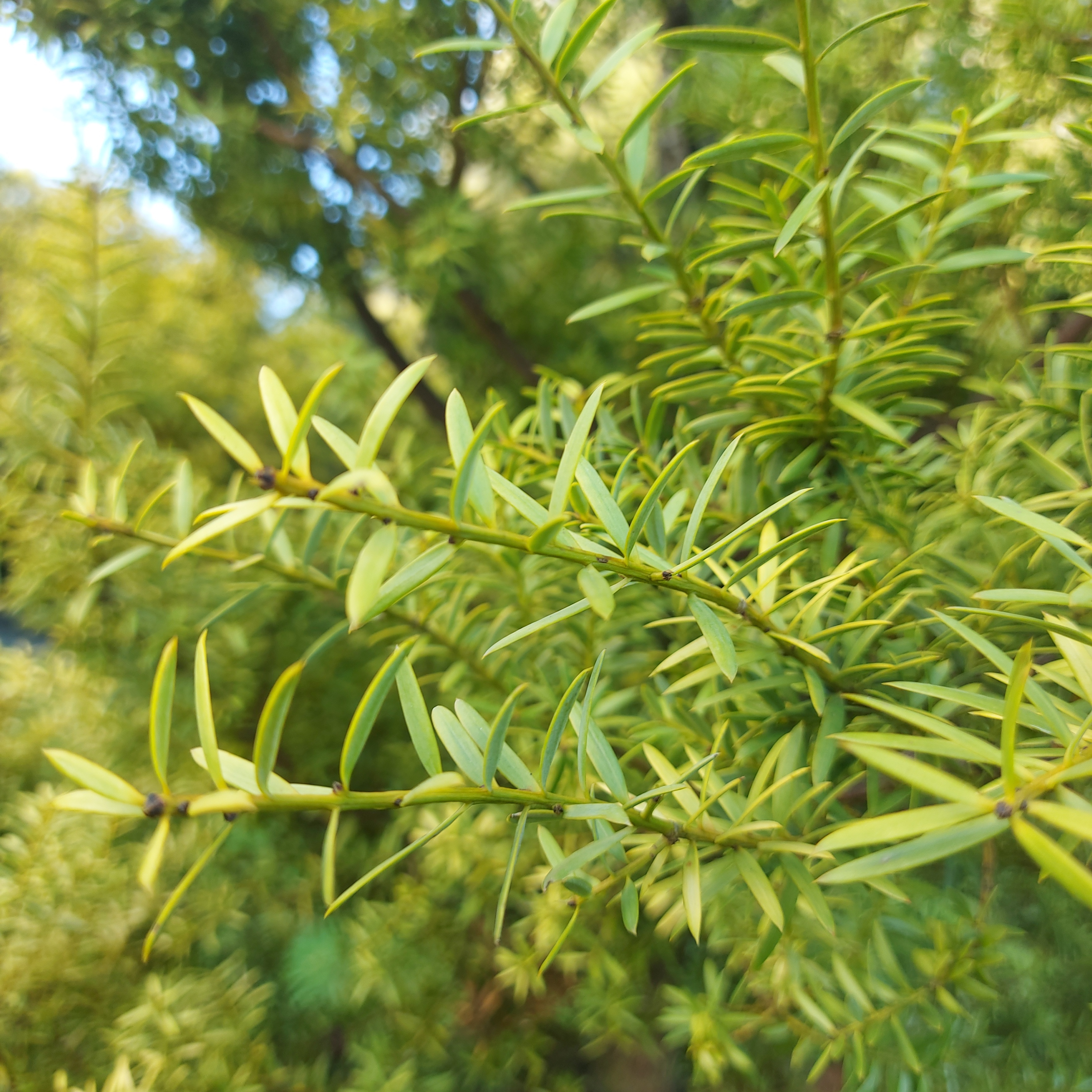 WuHoo KingsTotara Timaru BotanicGardens 20230512 145355 01