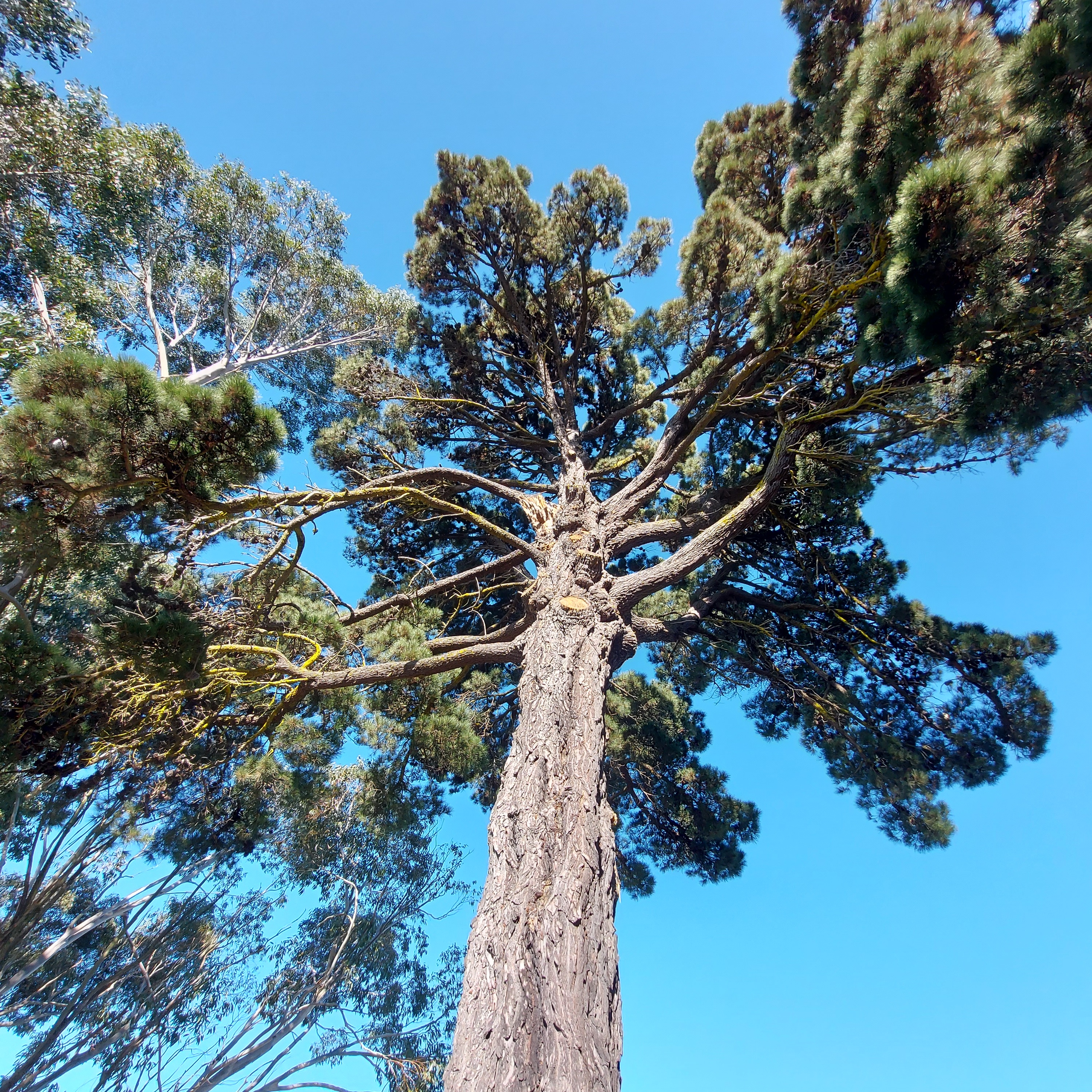 WuHoo Pinus Radiata TimaruBotanicGarden 