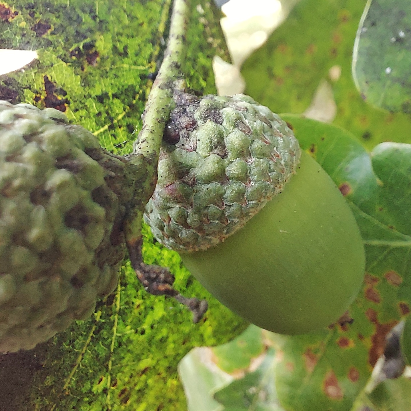 WuHoo Proposal Oak TimaruBotanicGardens 20230210 132118 01