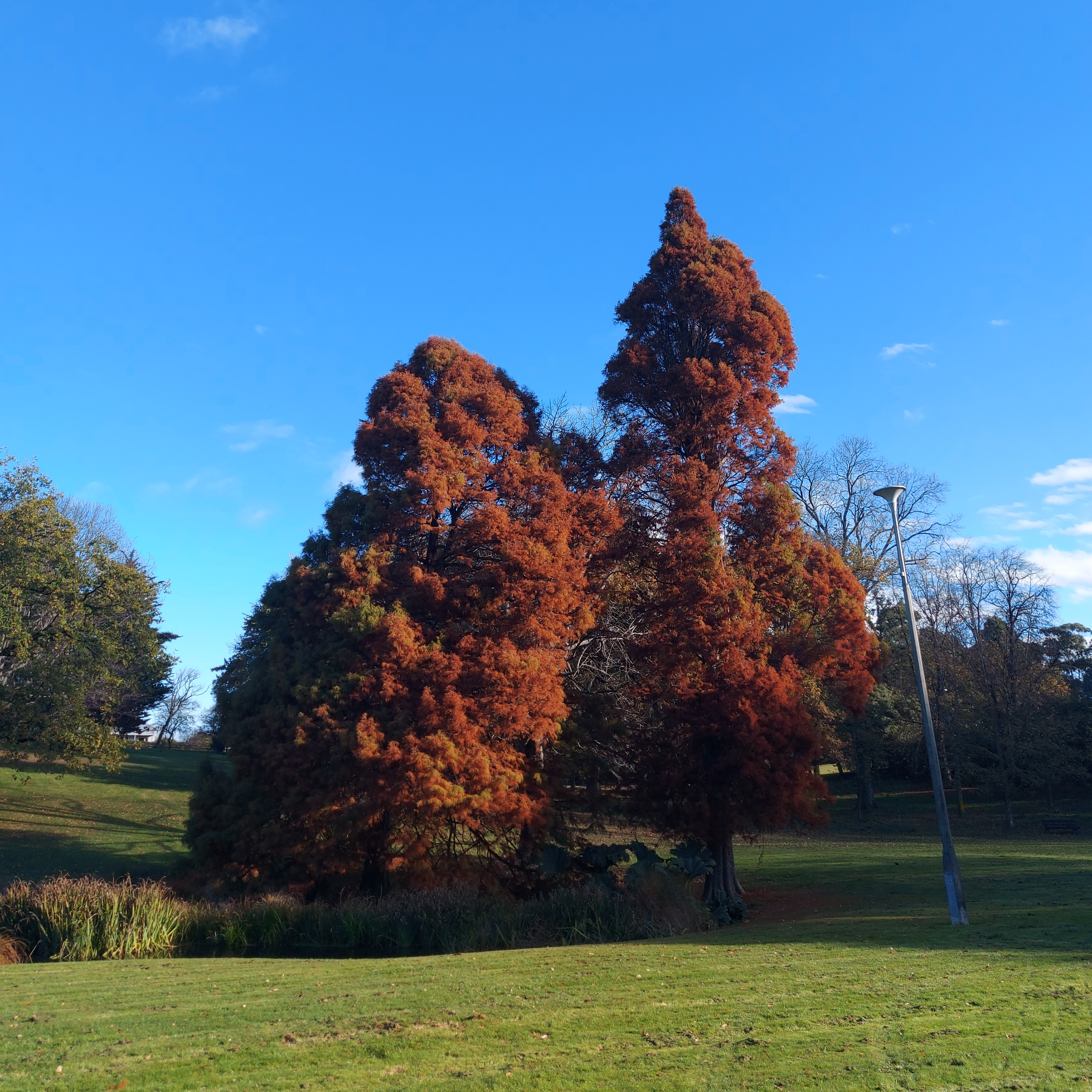 WuHoo SwampCypress TimaruBotanicGarden 20230512 145416 02