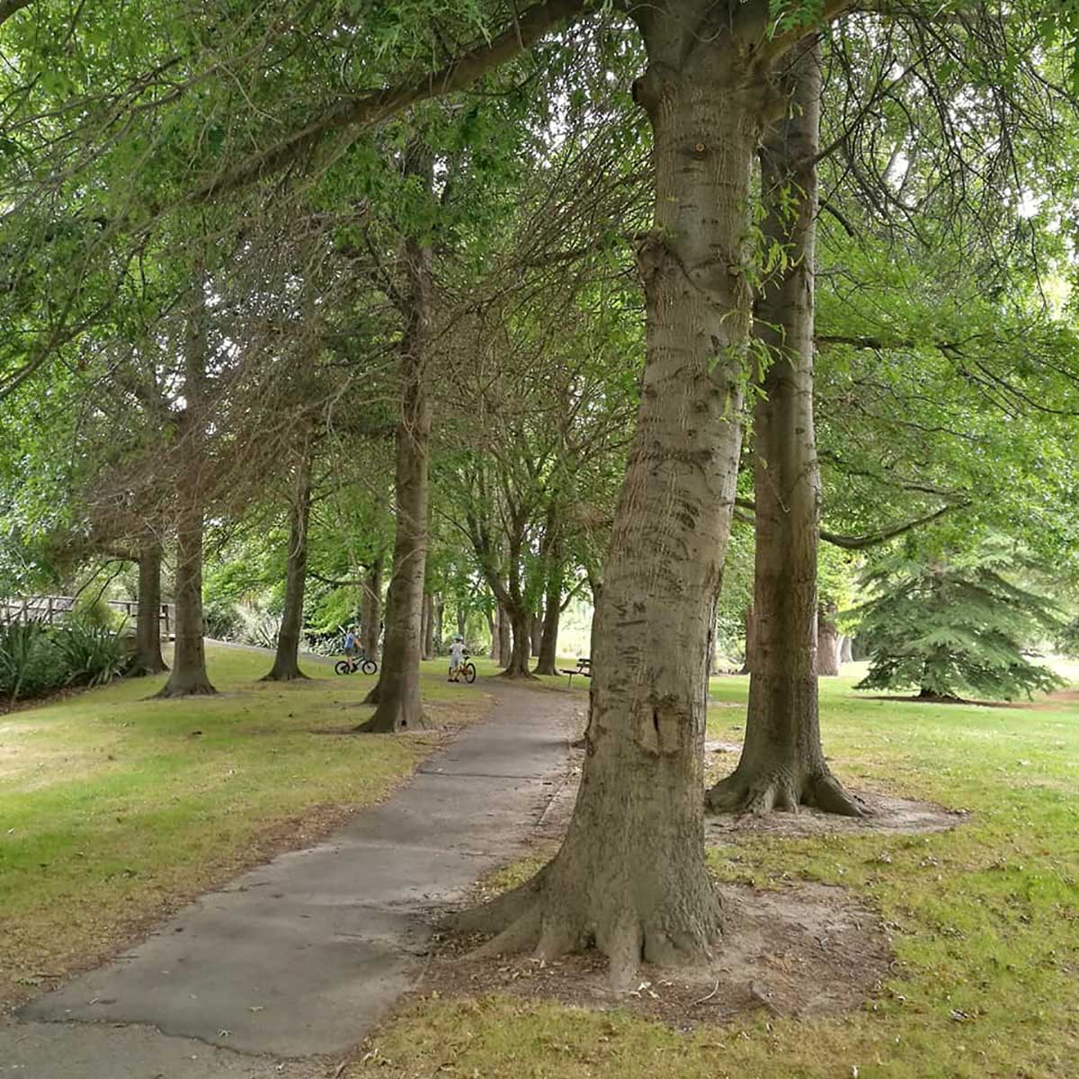 WuHoo Taumatakahu in Temuka Stream Trees 