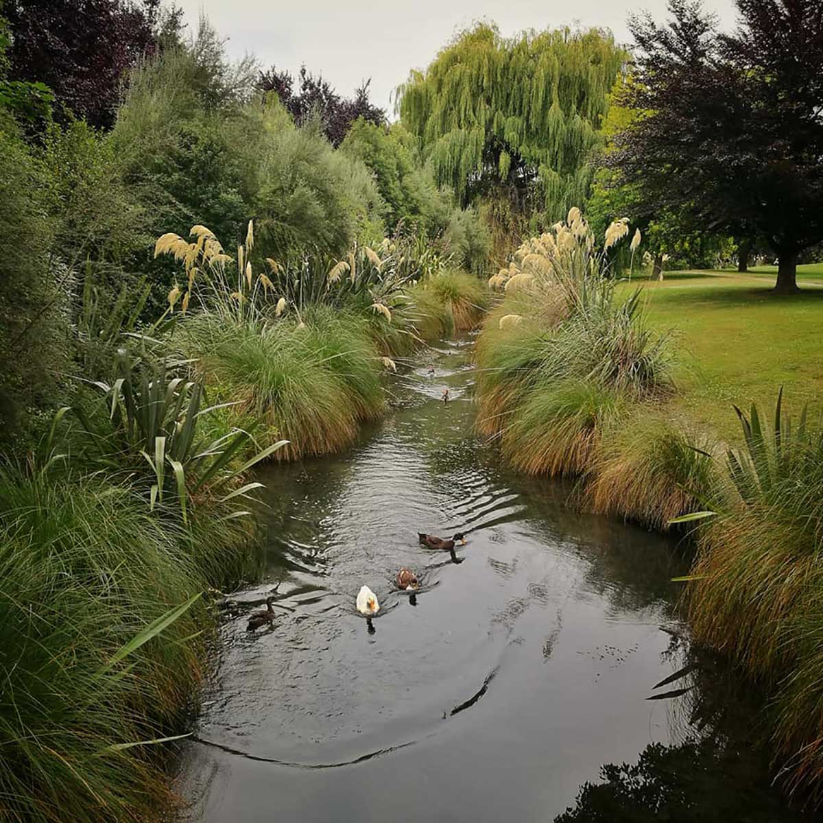WuHoo Taumatakahu in Temuka Stream Trees 