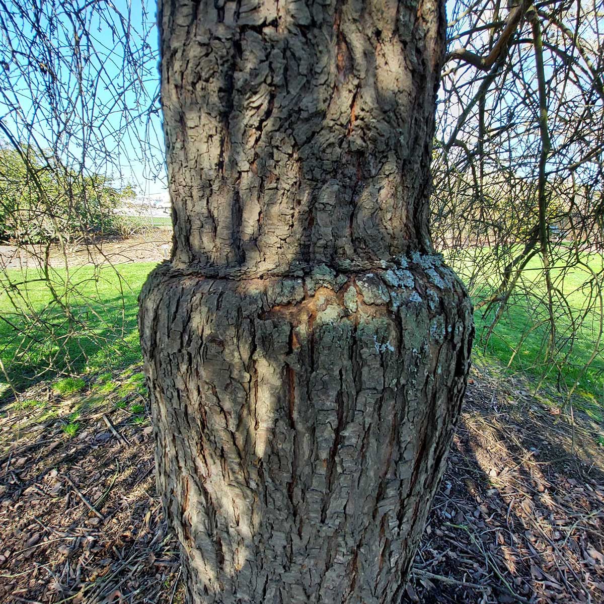 WuHoo Timaru Botanic Gardens Silver Pear