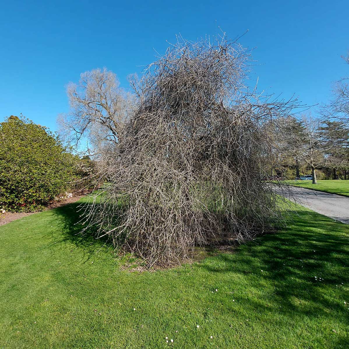 WuHoo Timaru Botanic Gardens Silver Pear 8808976503598226241