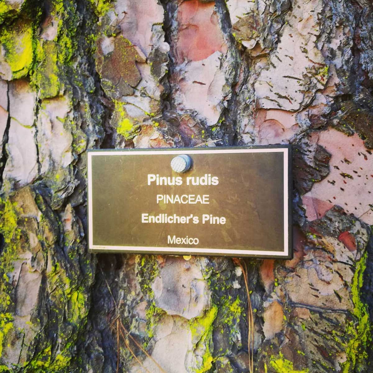 WuHooTimaru Endlichers Pine