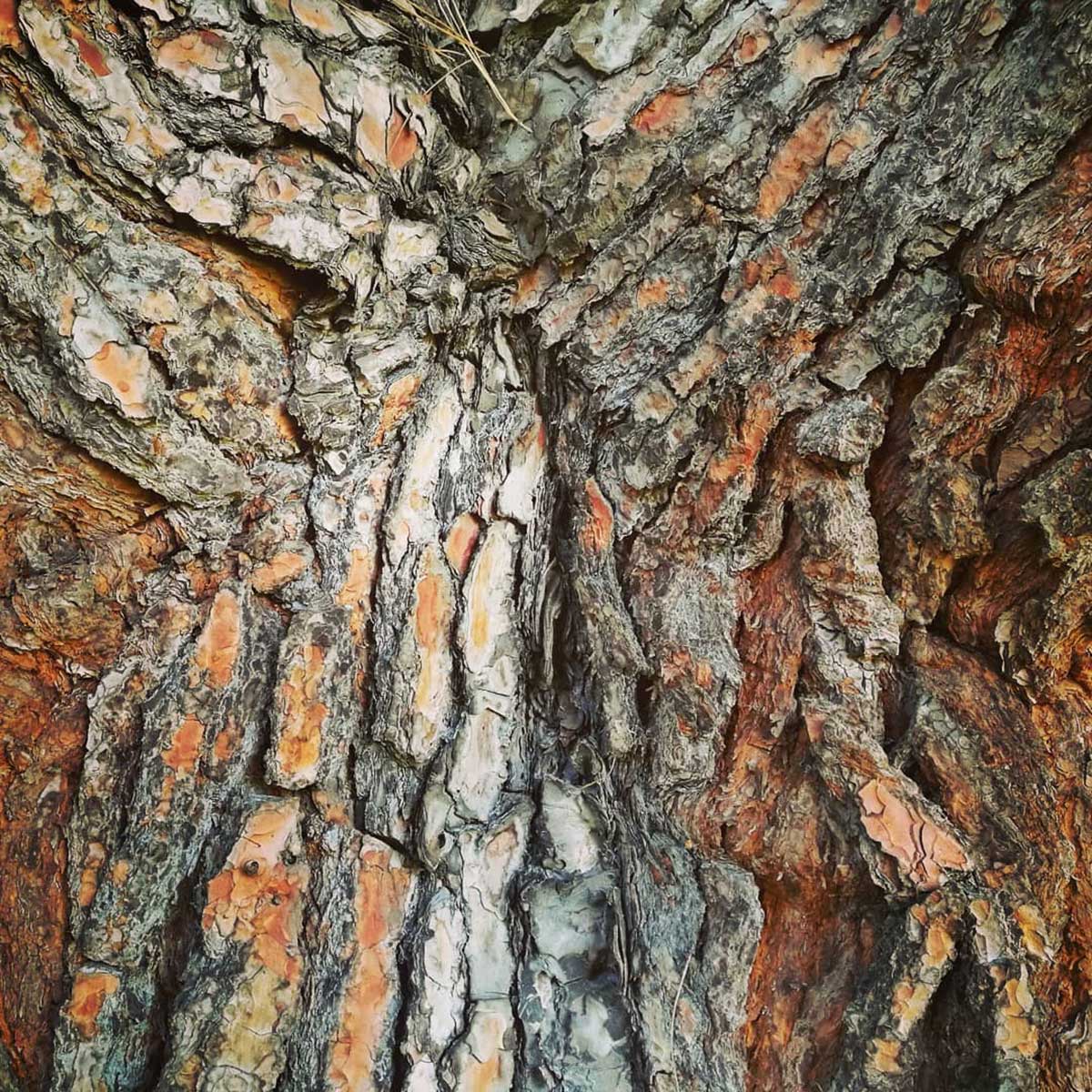 WuHooTimaru Endlichers Pine