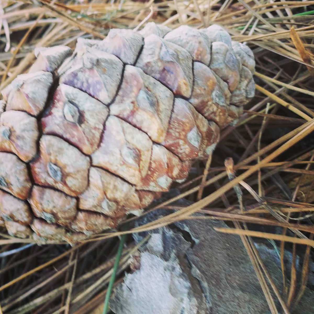 WuHooTimaru Endlichers Pine
