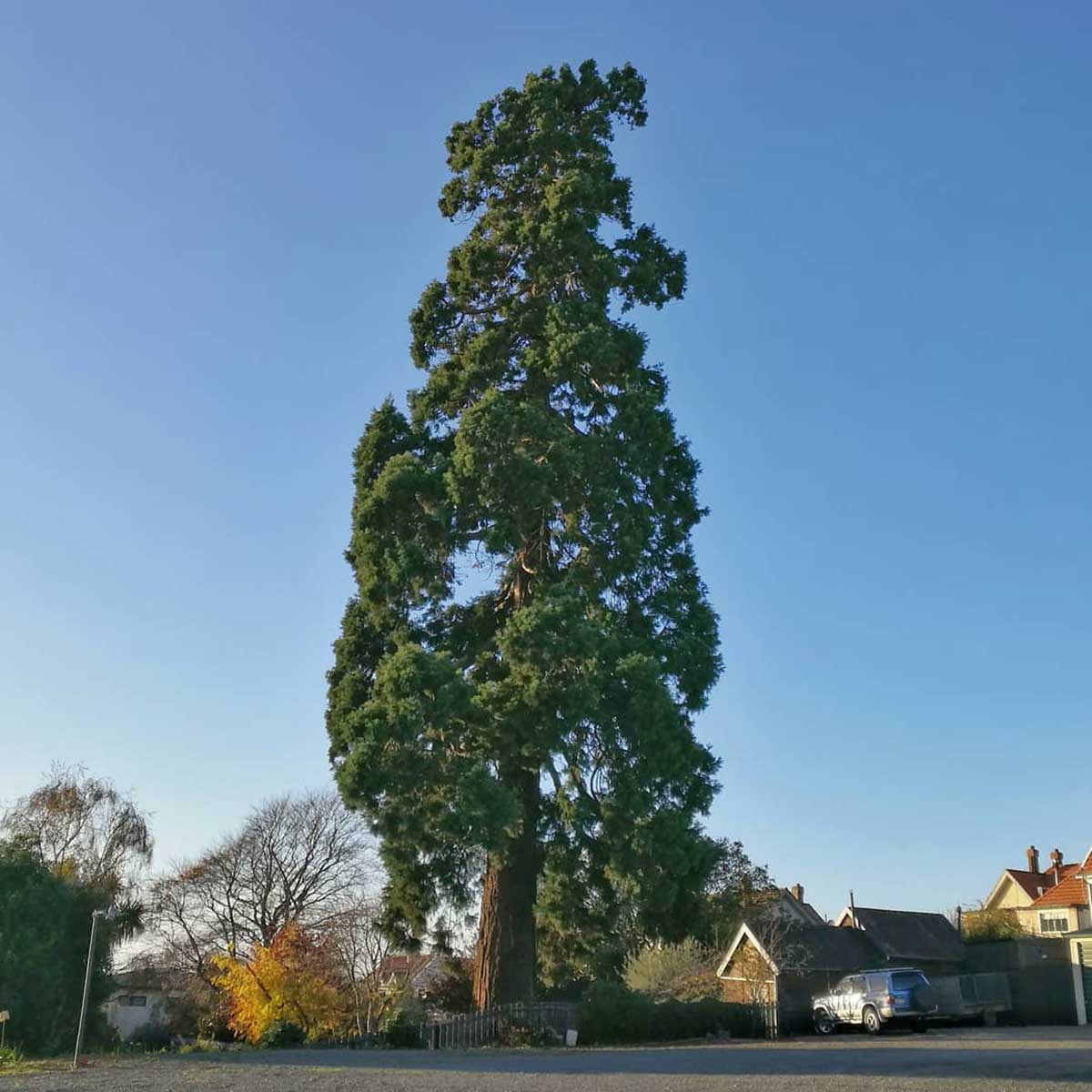 WuHoo Timaru Wellingtonia Gigantica - Wai-iti Rd
