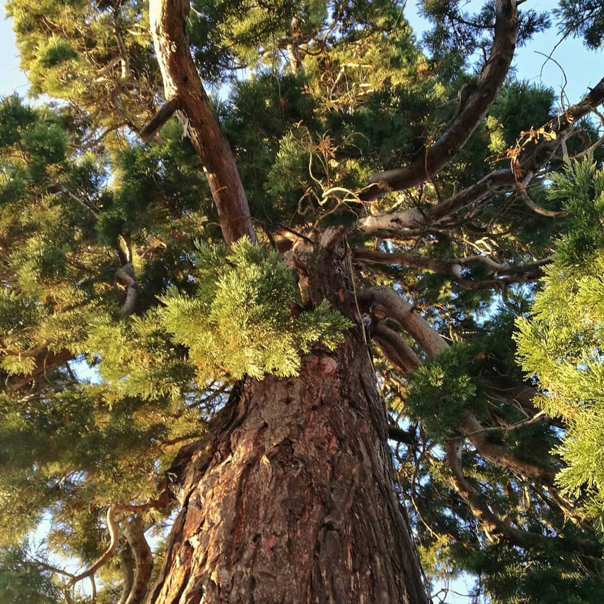 WuHoo Timaru Wellingtonia Gigantica - Wai-iti Rd