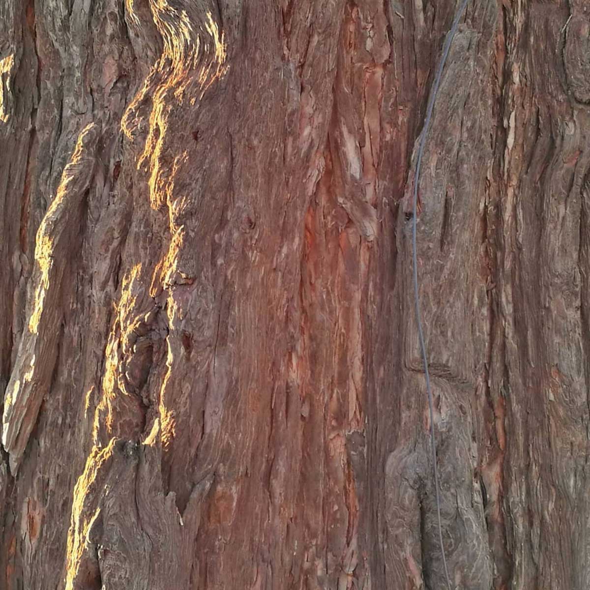 WuHoo Timaru Wellingtonia Gigantica - Wai-iti Rd