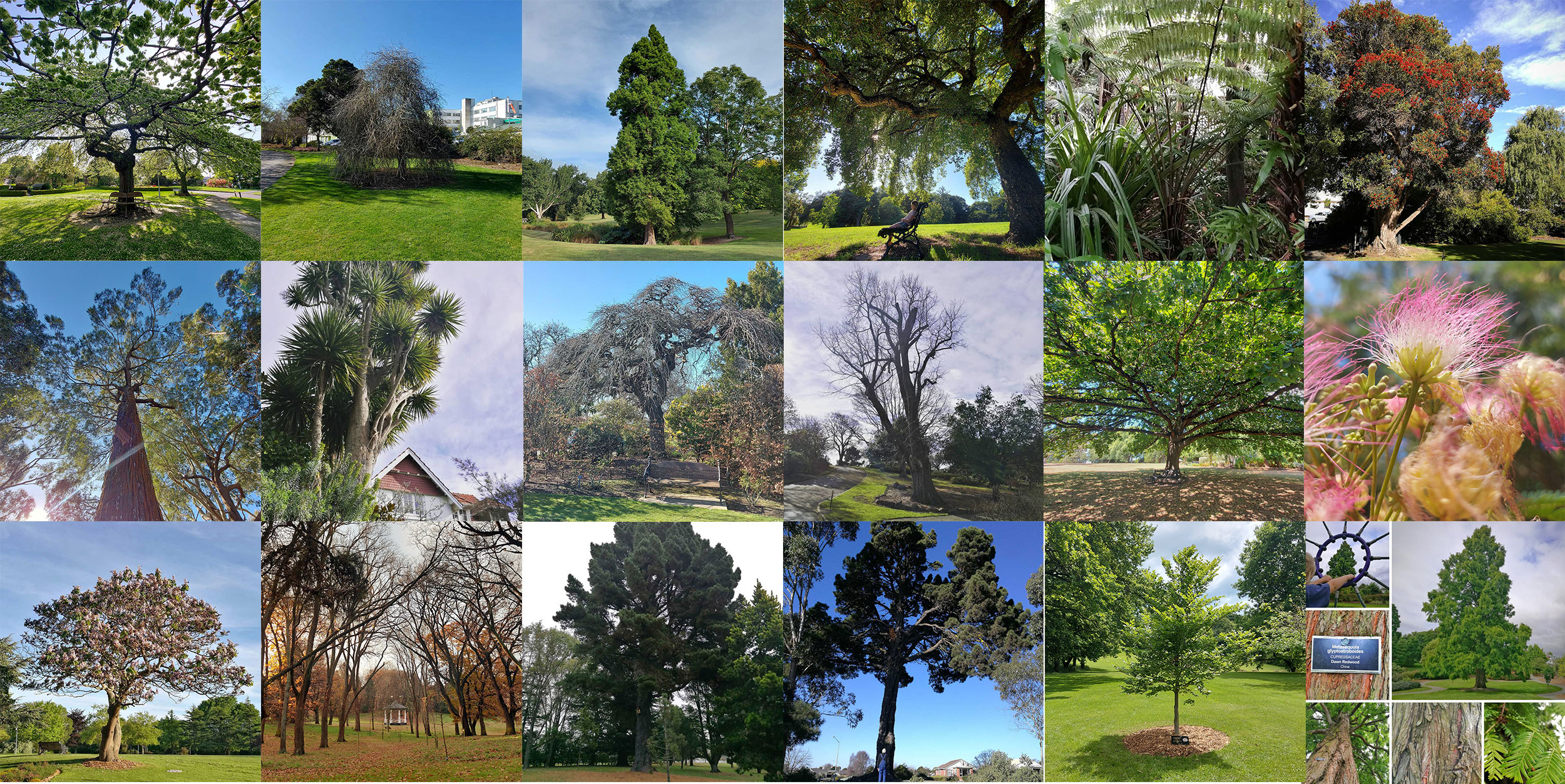 WuHoo TimaruBotanic Gardens Trees