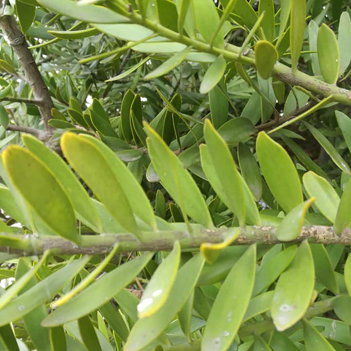WuHoo Trees Of The World rest area in Temuka