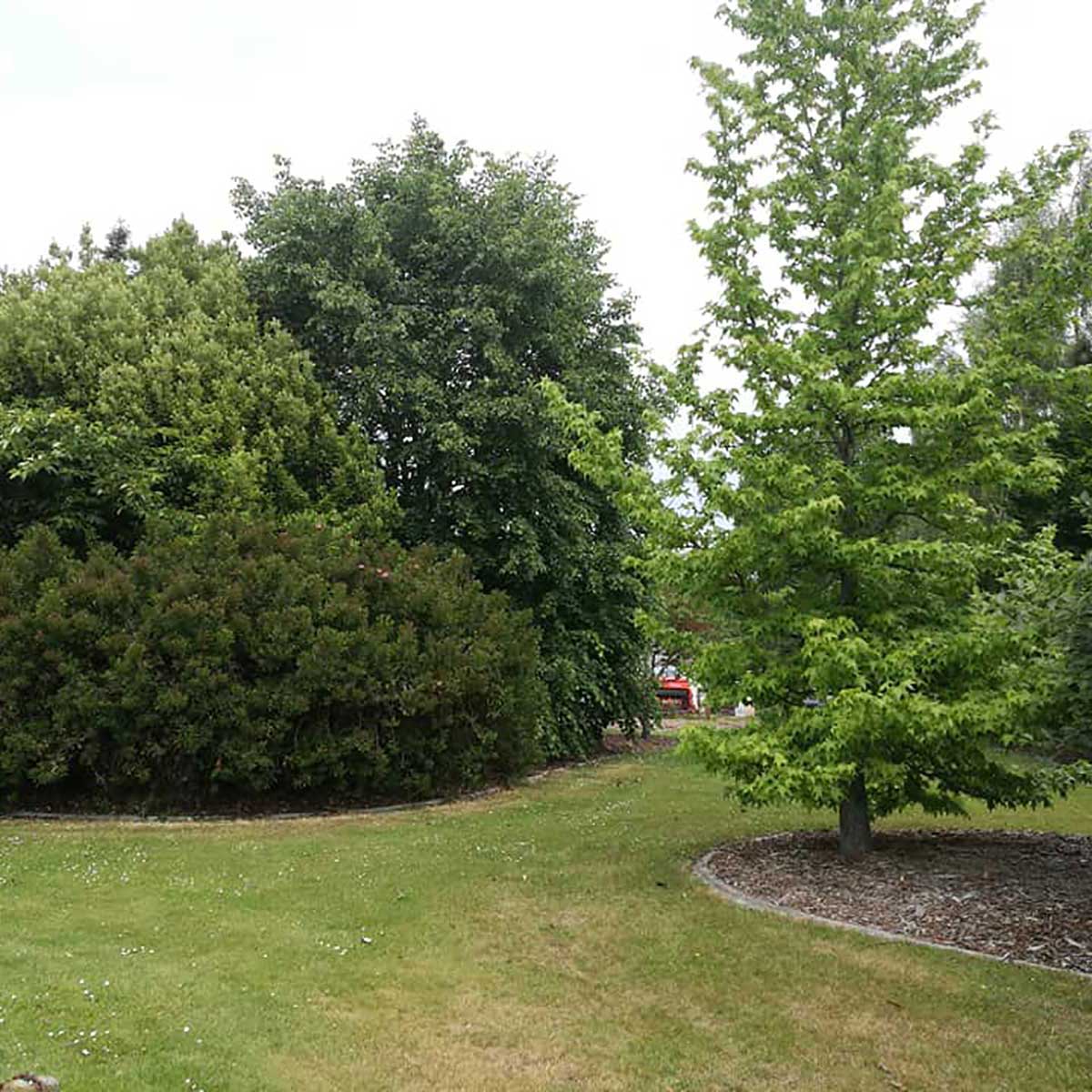 WuHoo Trees Of The World rest area in Temuka