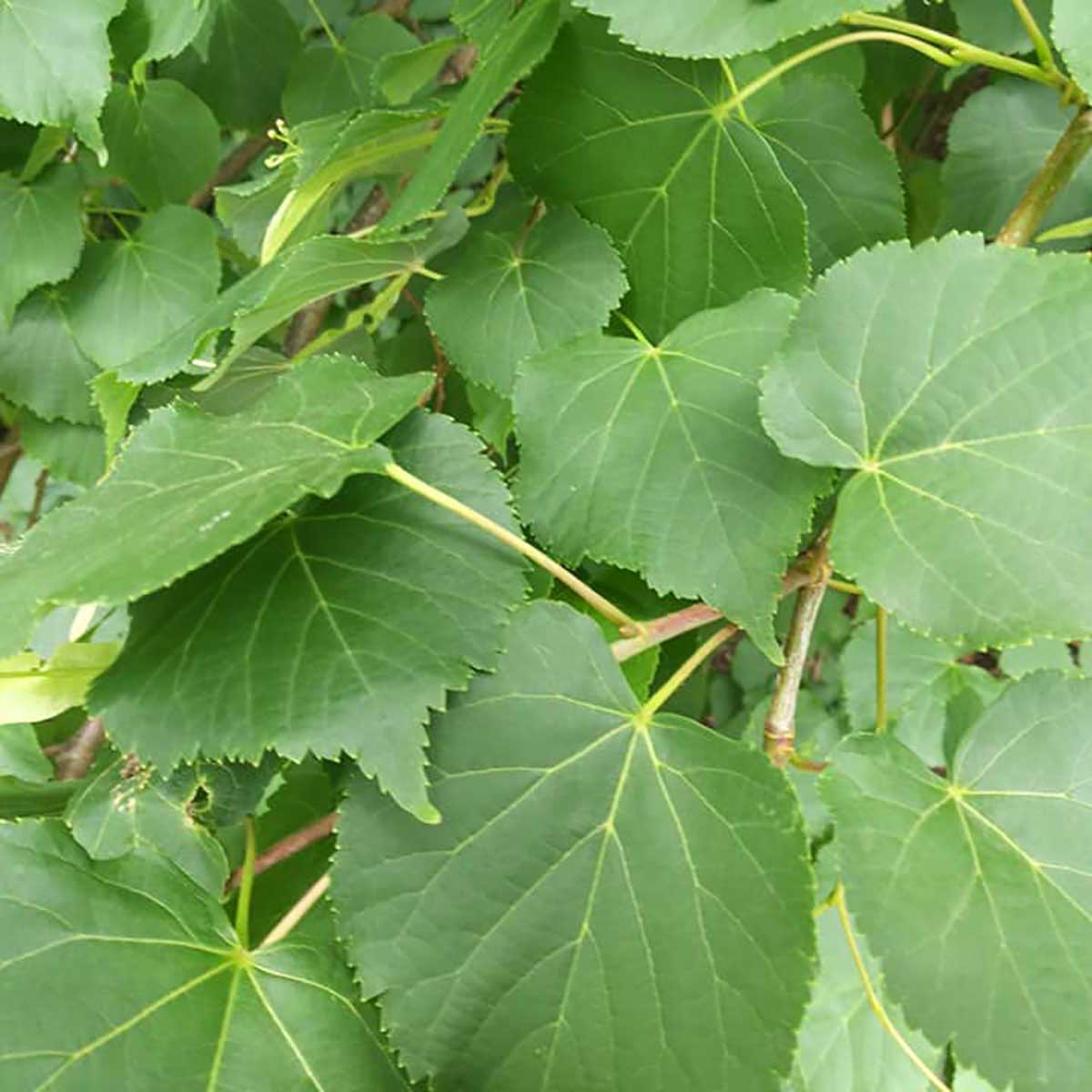 WuHoo Trees Of The World rest area in Temuka