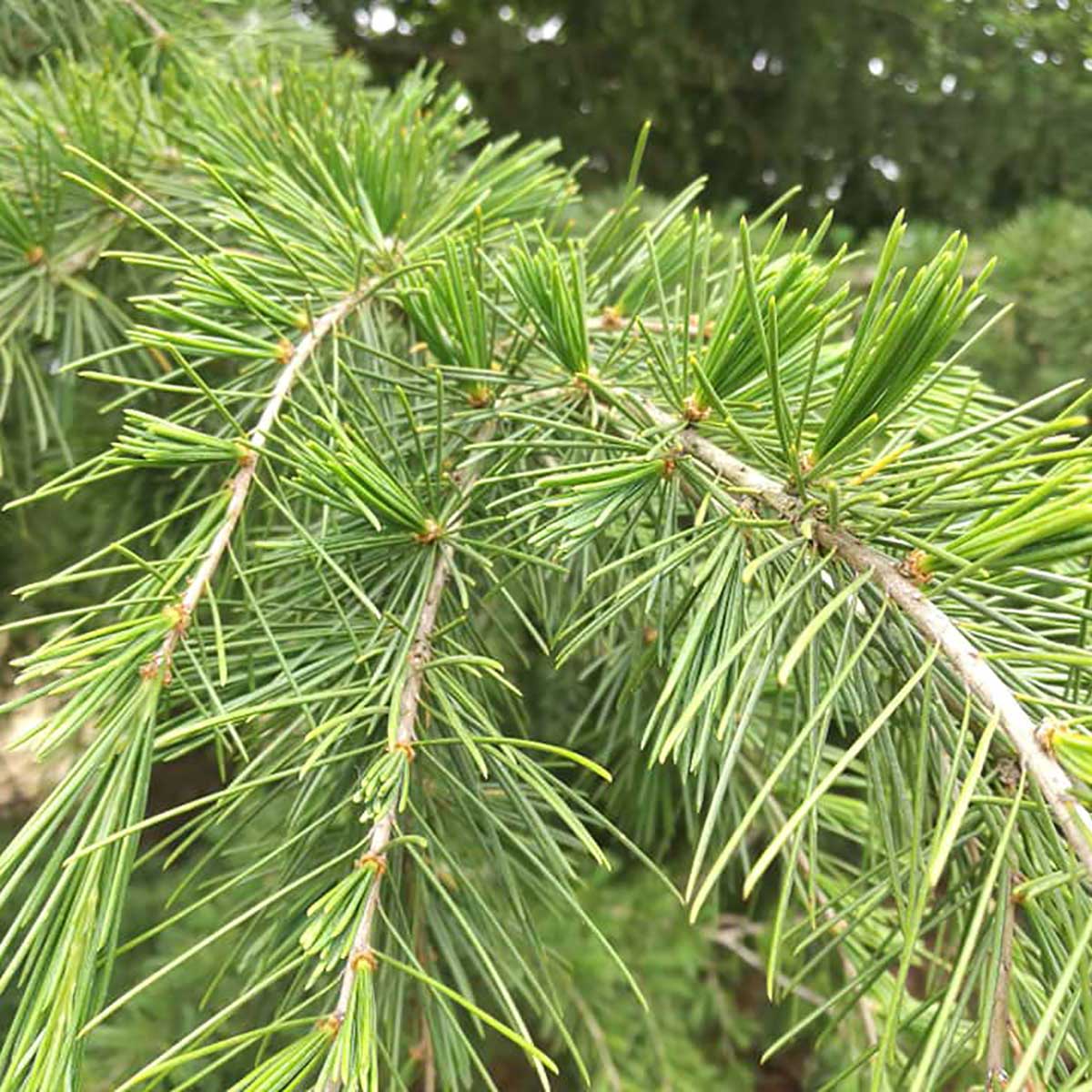 WuHoo Trees Of The World rest area in Temuka