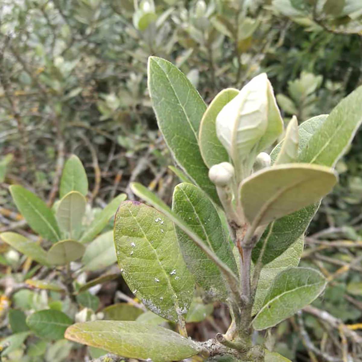 WuHoo Trees Of The World rest area in Temuka