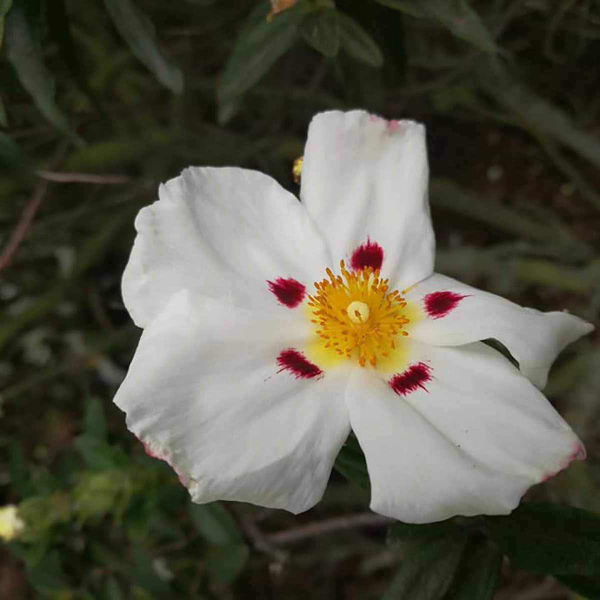 WuHoo Trees Of The World rest area in Temuka