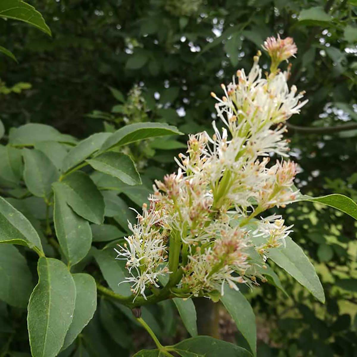 WuHoo Trees Of The World rest area in Temuka