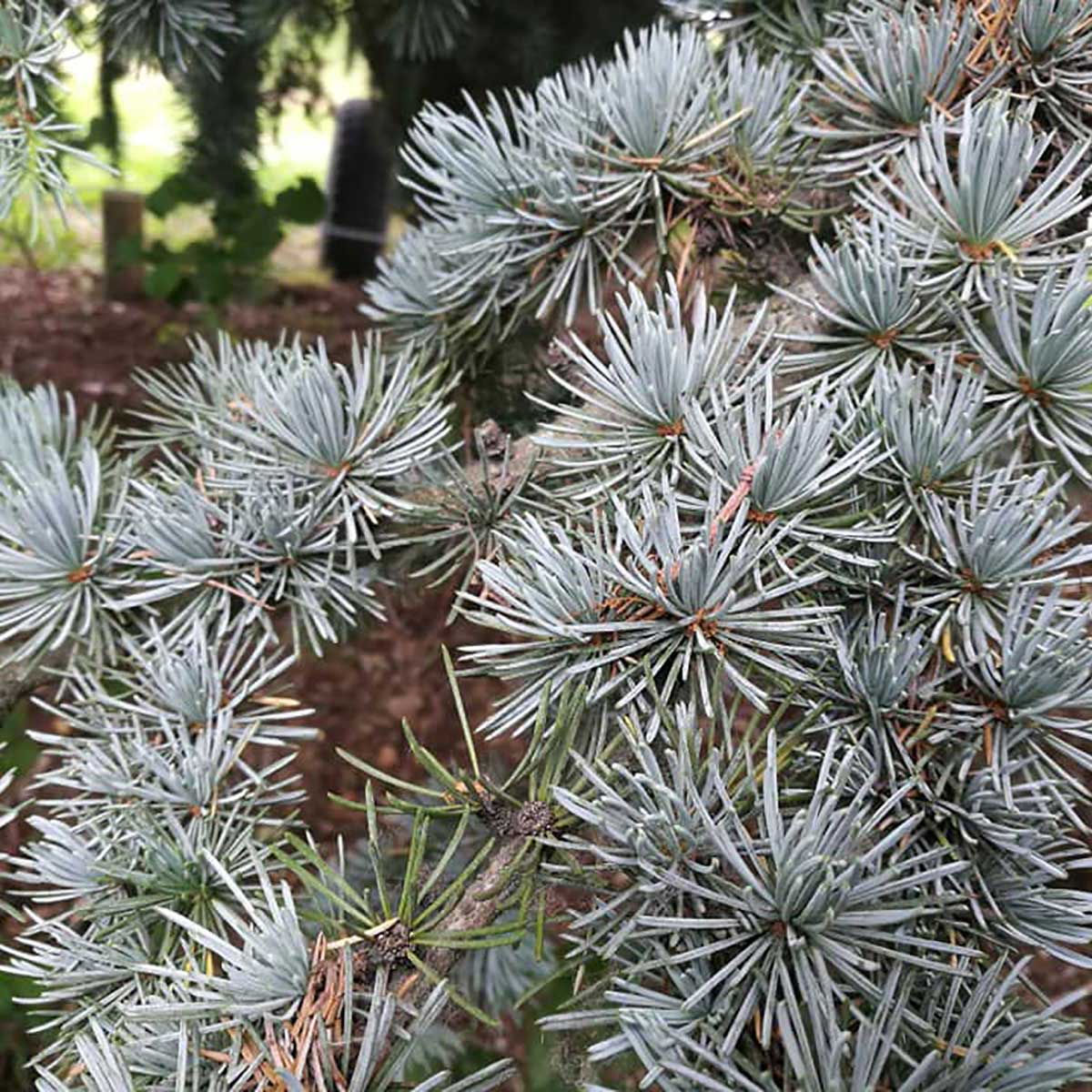 WuHoo Trees Of The World rest area in Temuka