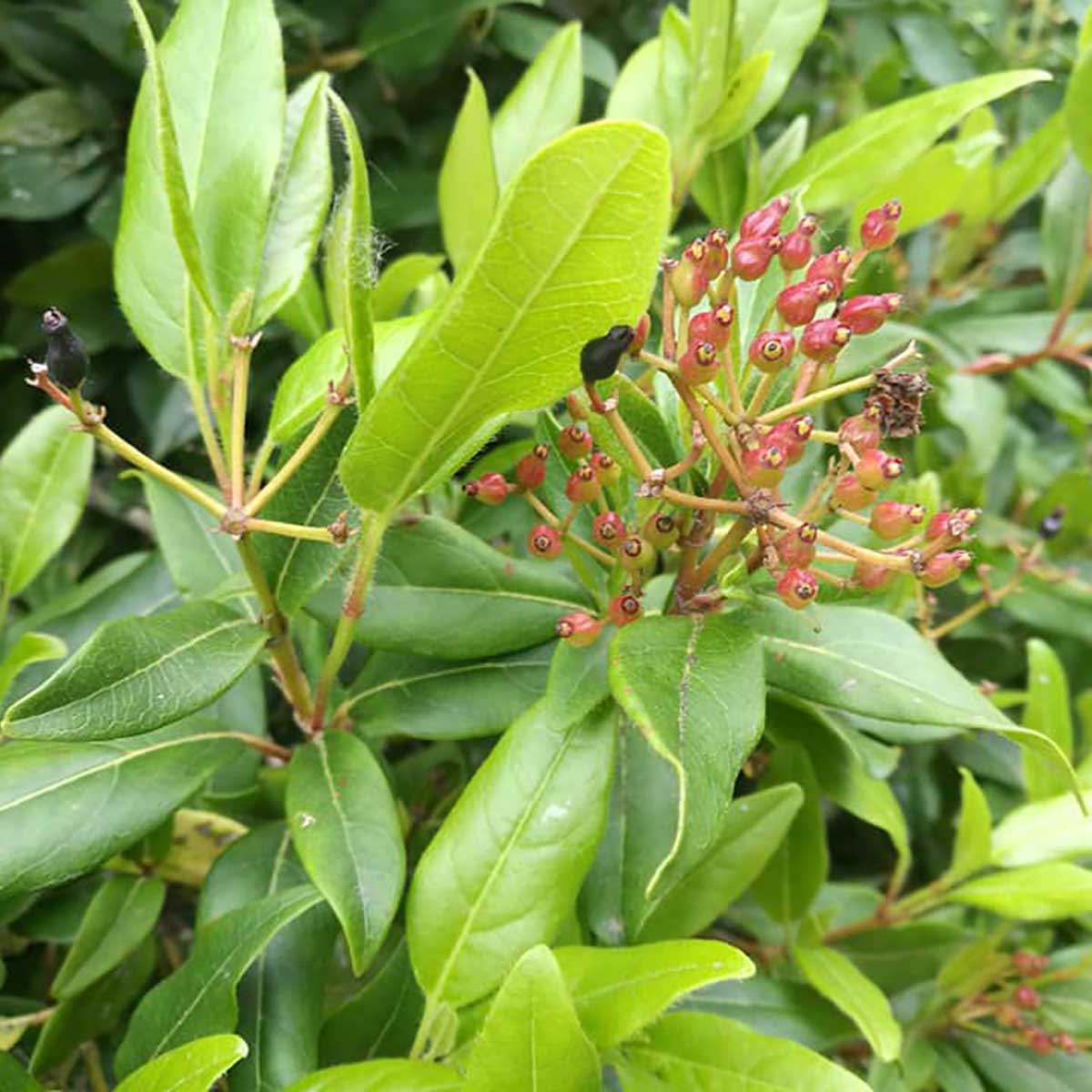 WuHoo Trees Of The World rest area in Temuka