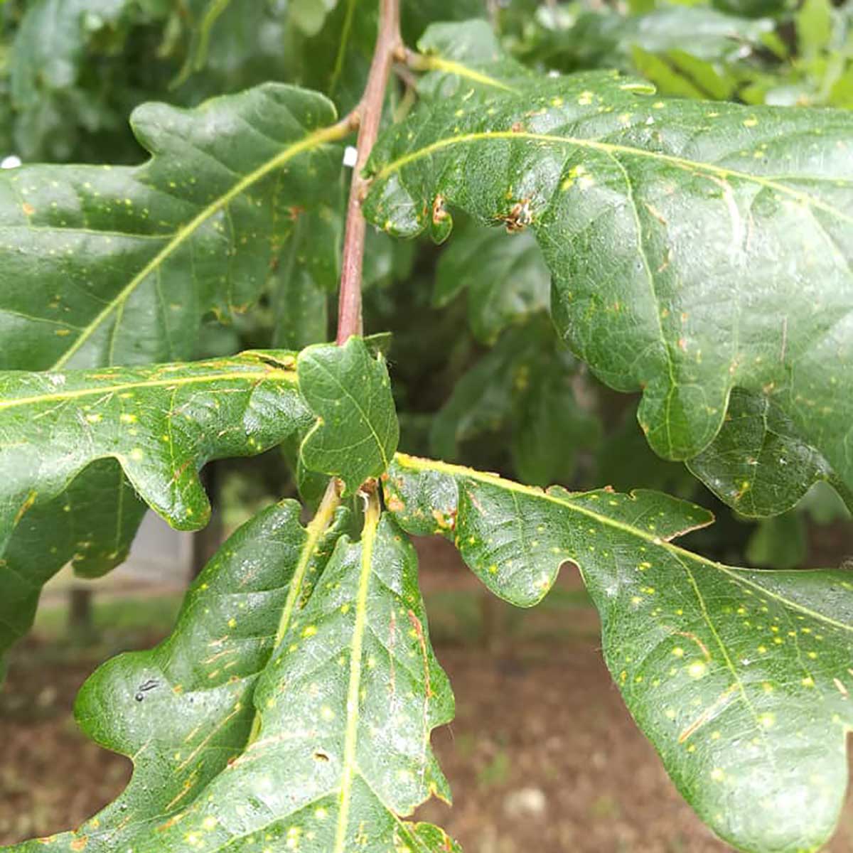 WuHoo Trees Of The World rest area in Temuka