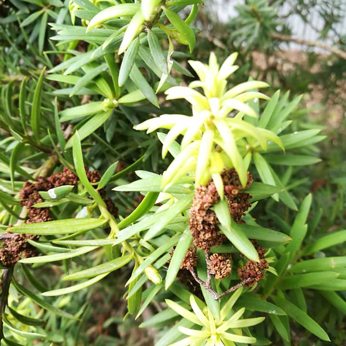 WuHoo Trees Of The World rest area in Temuka