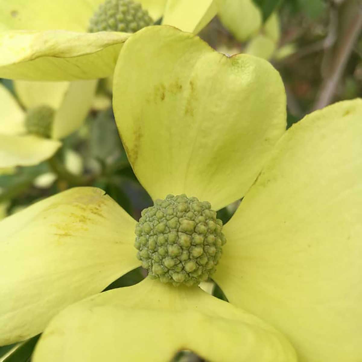 WuHoo Trees Of The World rest area in Temuka