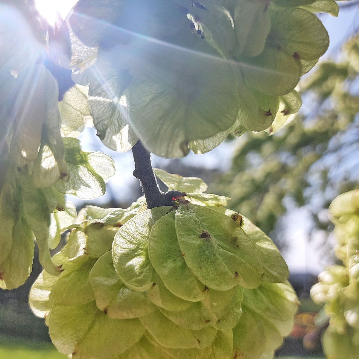 WuHoo Ulmus Wych Elm TimaruBotanic Gardens 20221028 164736 01