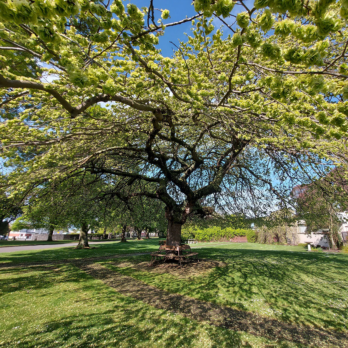WuHoo Ulmus Wych Elm TimaruBotanic Gardens 20221028 164736 01