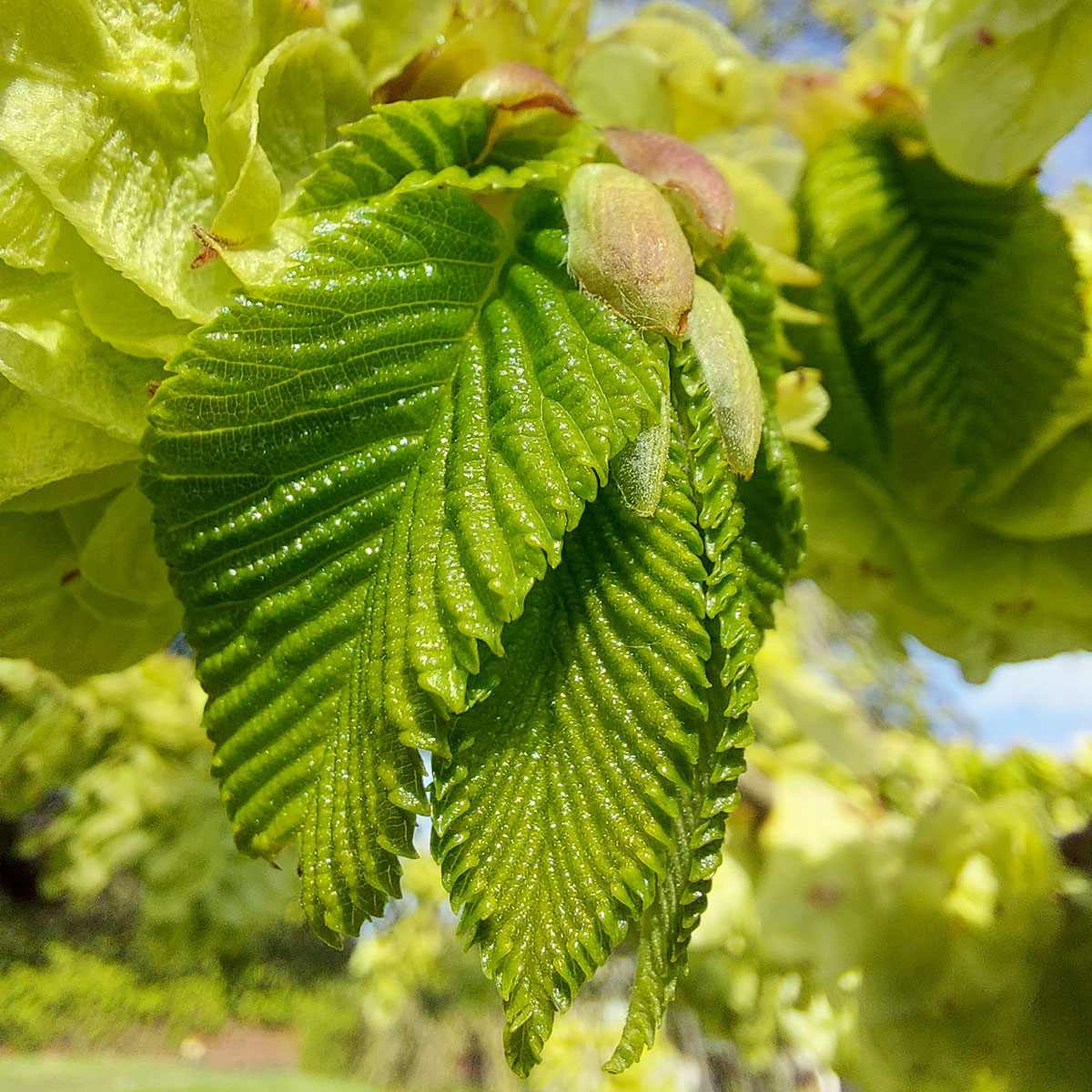WuHoo Ulmus Wych Elm TimaruBotanic Gardens 20221028 164736 01