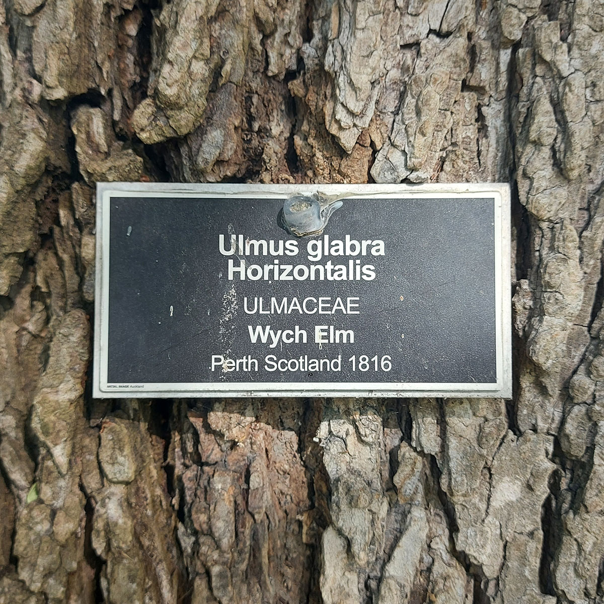 WuHoo Ulmus Wych Elm TimaruBotanic Gardens 20221028 164736 01
