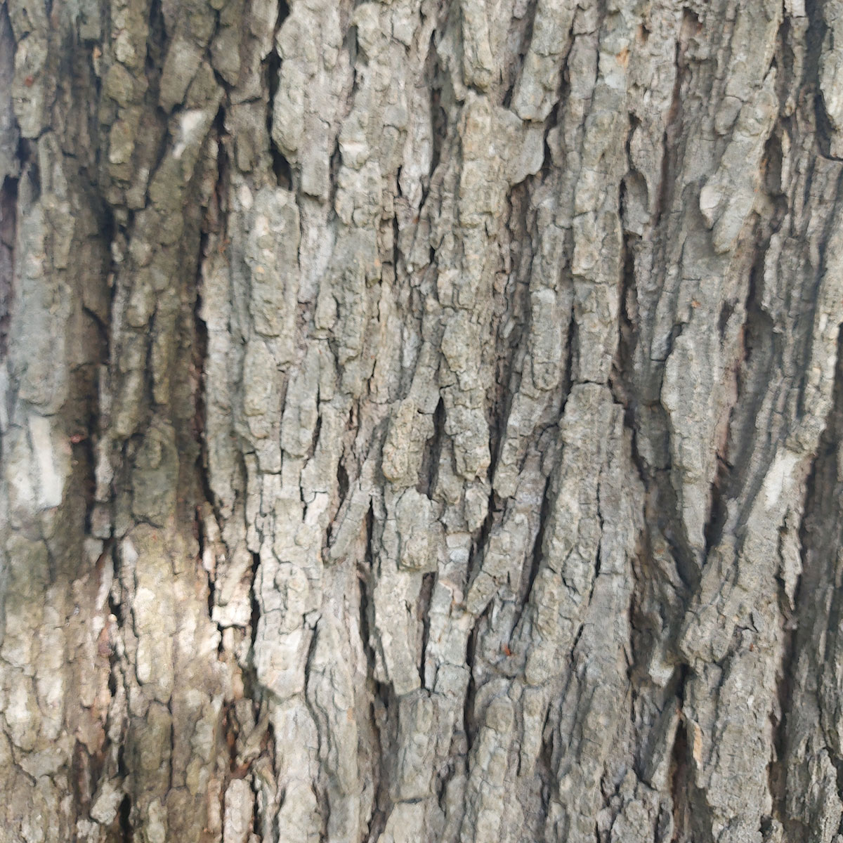 WuHoo Ulmus Wych Elm TimaruBotanic Gardens 20221028 164736 01