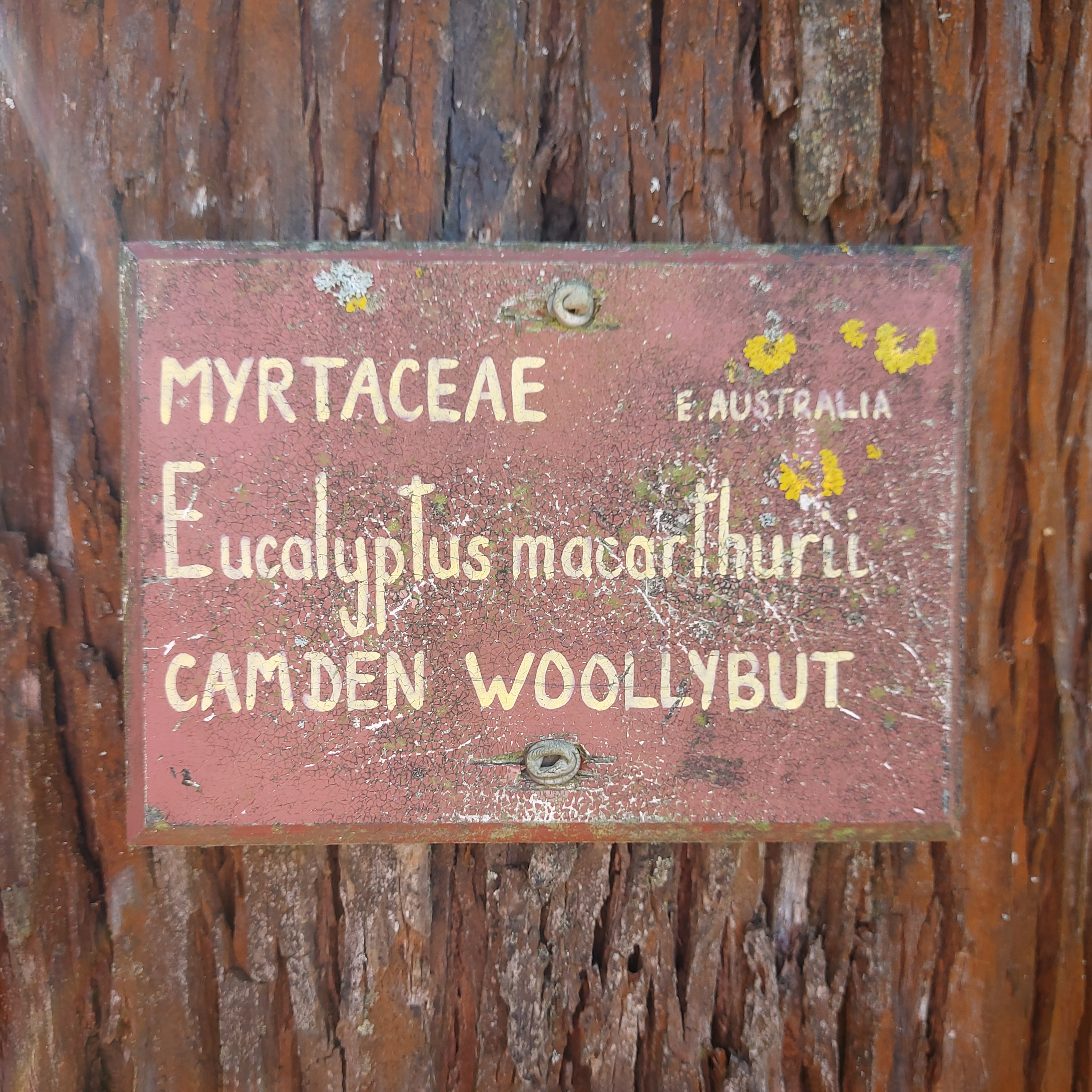 WuHoo Woolybut Tree TimaruBotanicGarden 20230428 131509 01