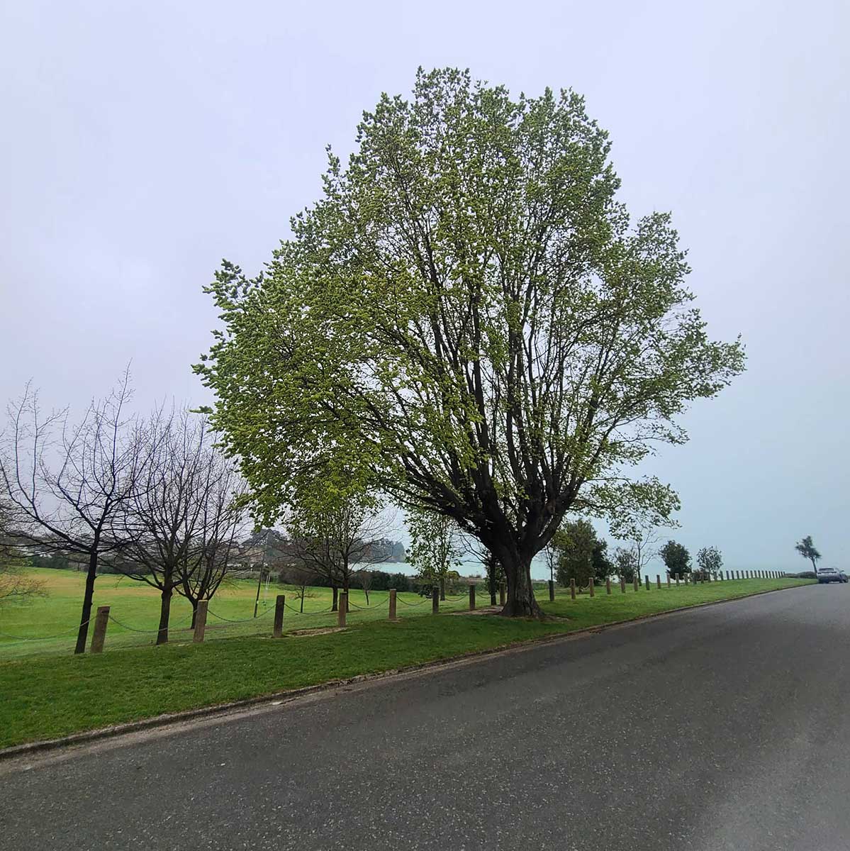 WuHoo Timaru Ashbury Park Elm Trees