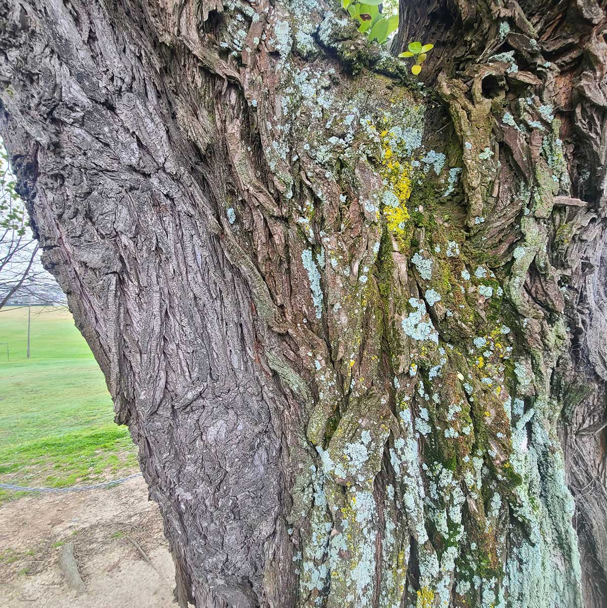 WuHoo Timaru Ashbury Park Elm Trees