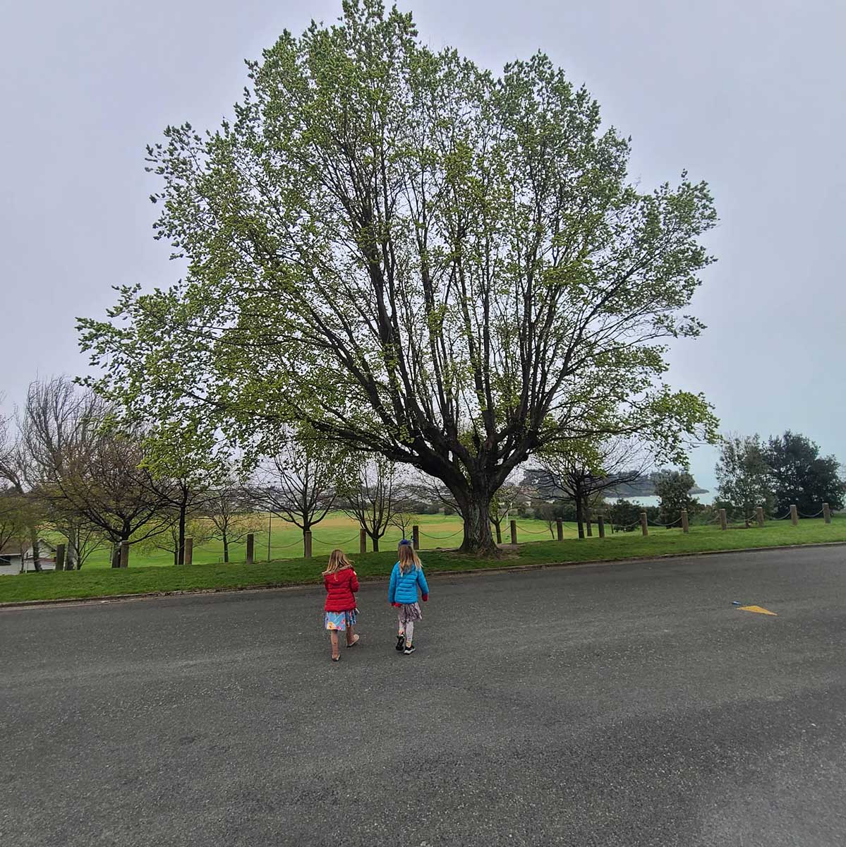 WuHooTimaru AshburyPark Elm Trees 4950907613733803181