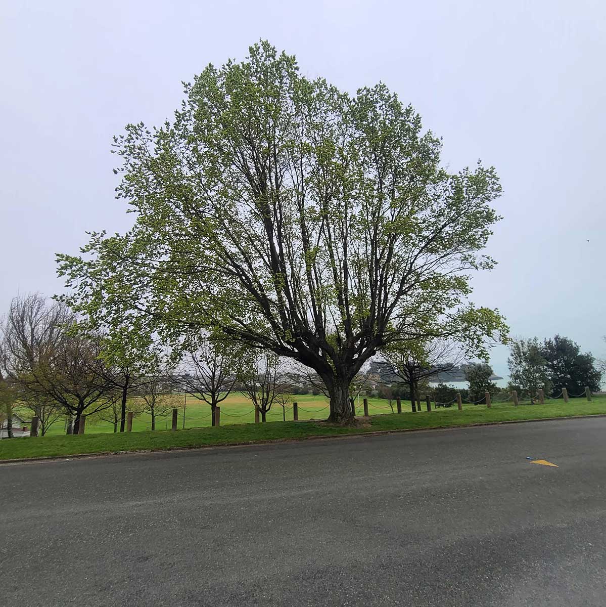 WuHoo Timaru Ashbury Park Elm Trees