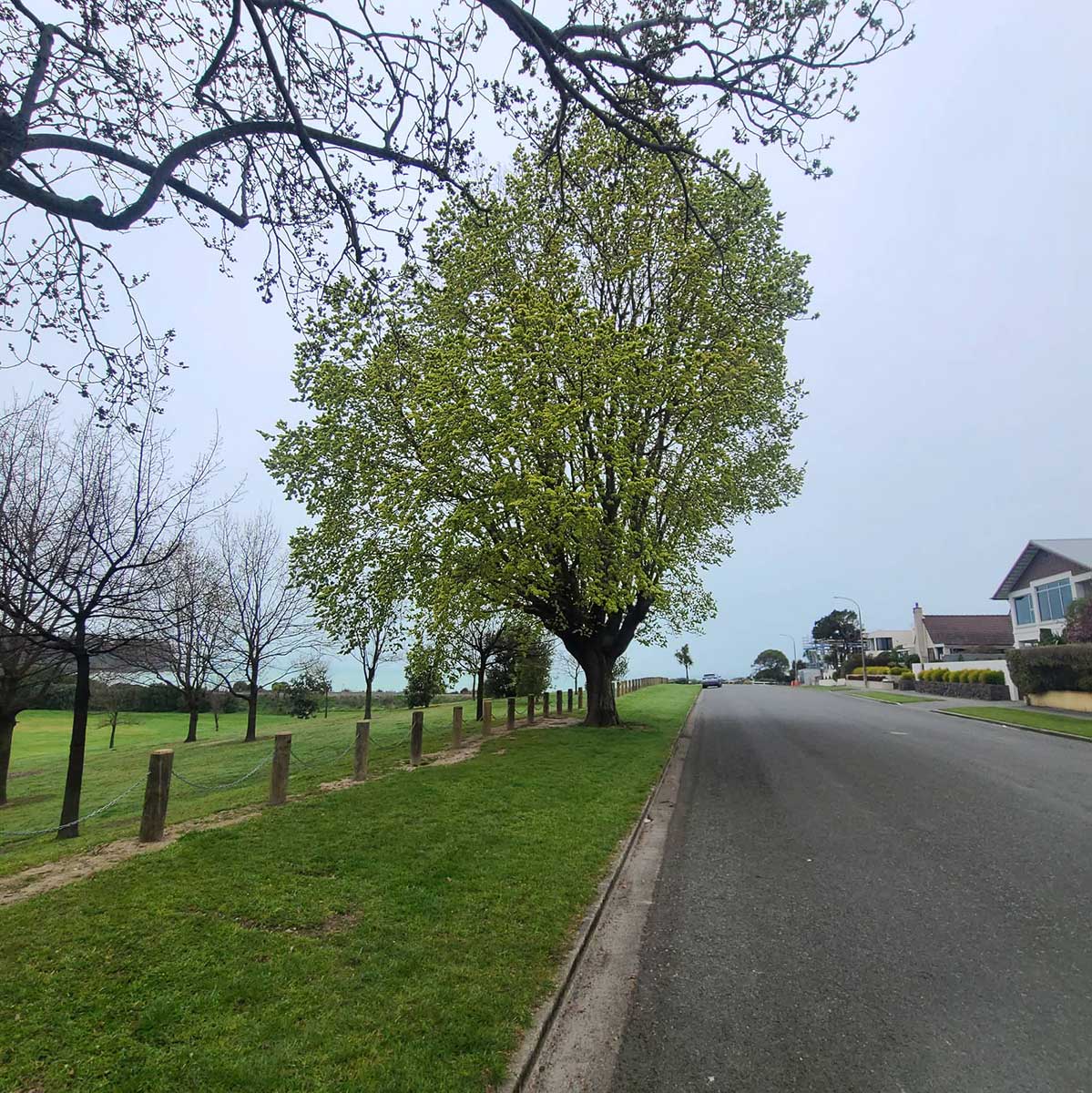 WuHoo Timaru Ashbury Park Elm Trees
