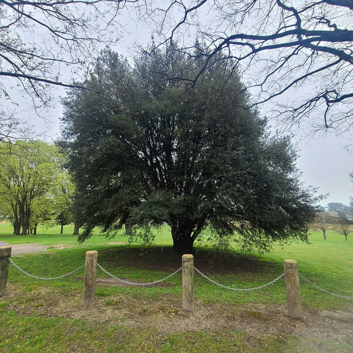 WuHoo Timaru Ashbury Park Trees