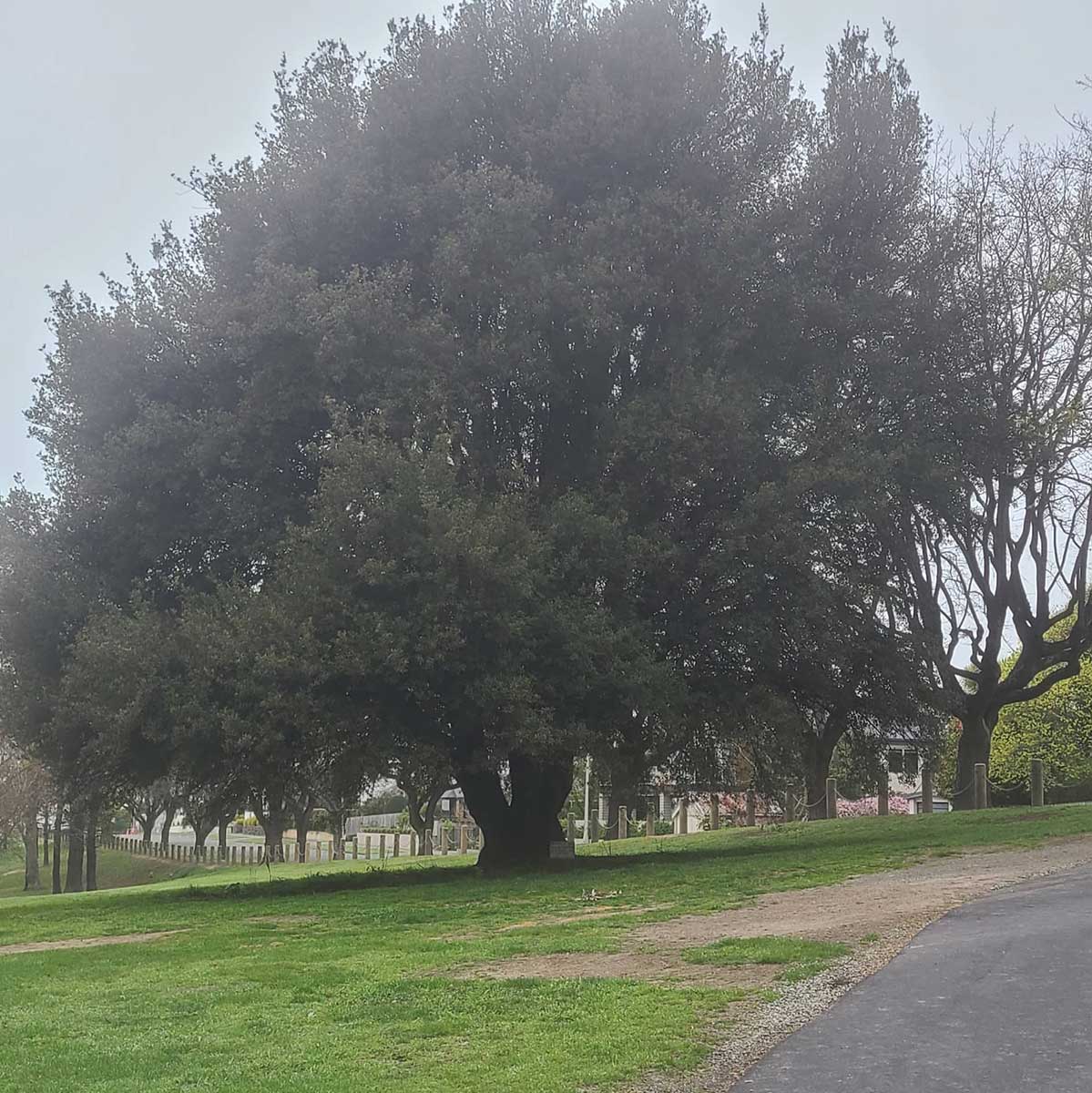 WuHoo Timaru Ashbury Park Trees 