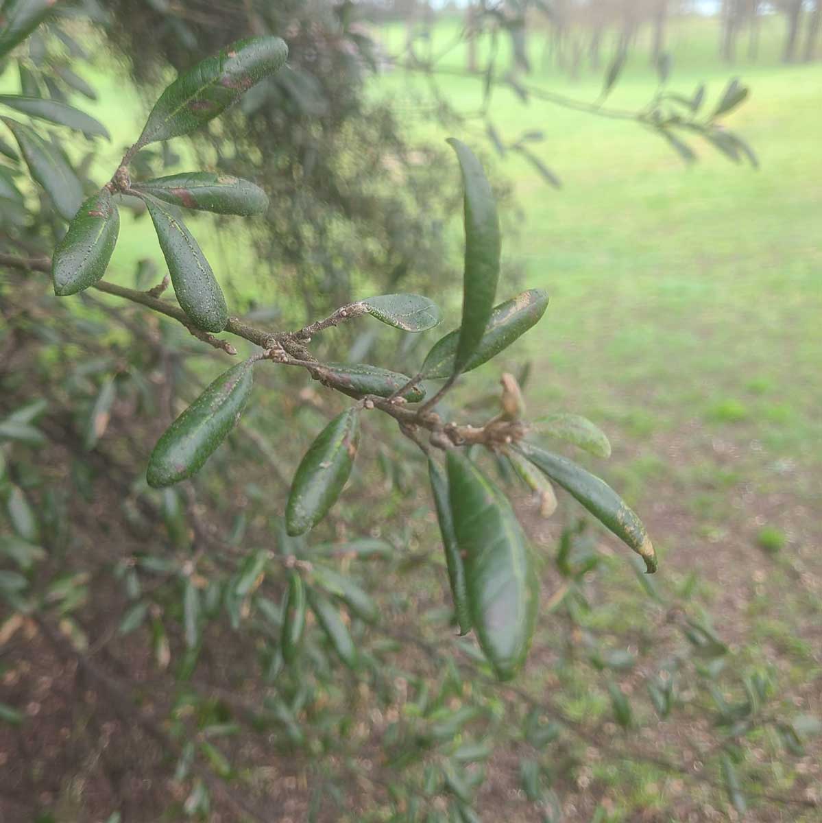 WuHoo Timaru Ashbury Park Trees 