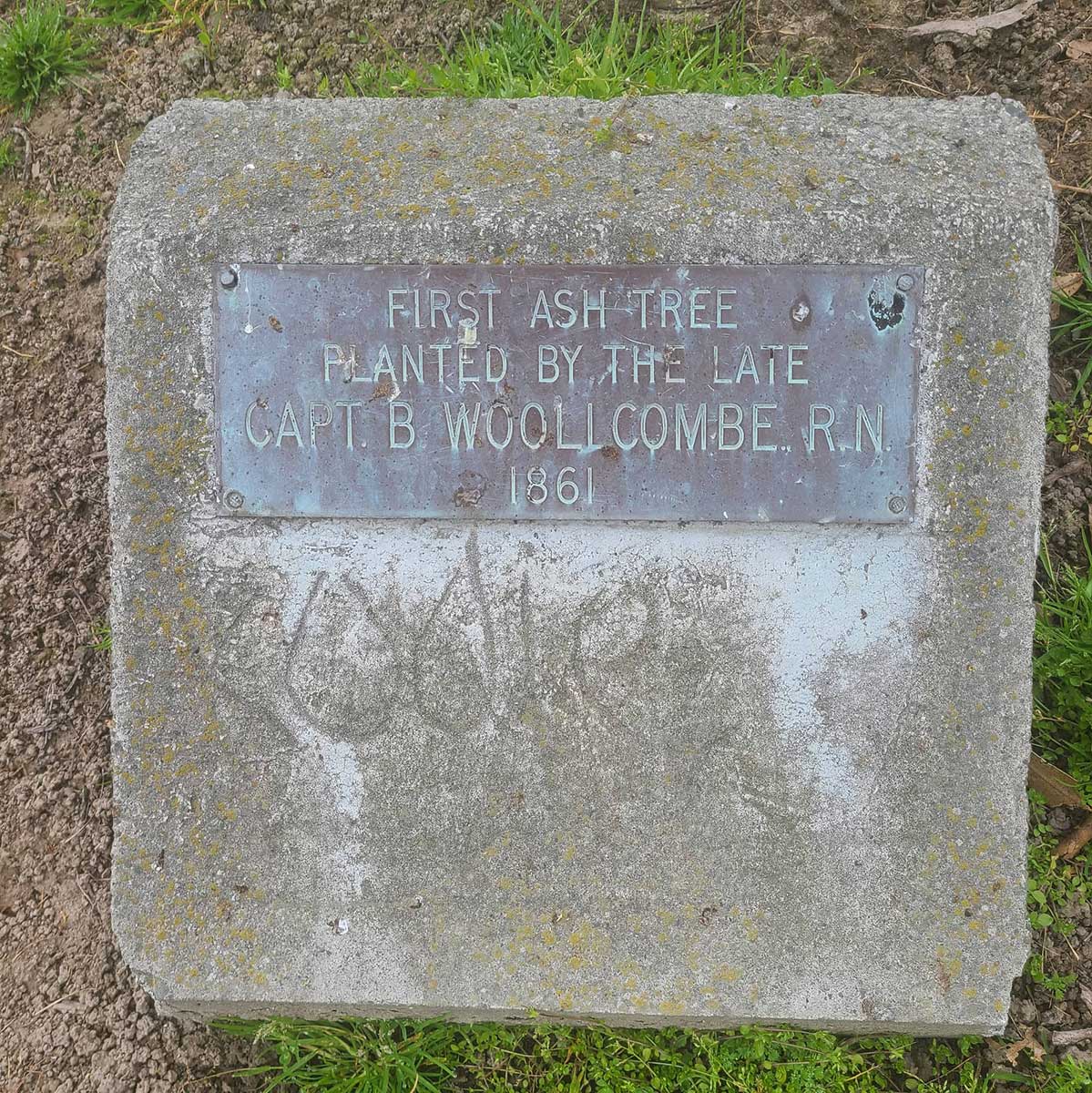 WuHoo Timaru Ashbury Park Woolcombe Ash Trees