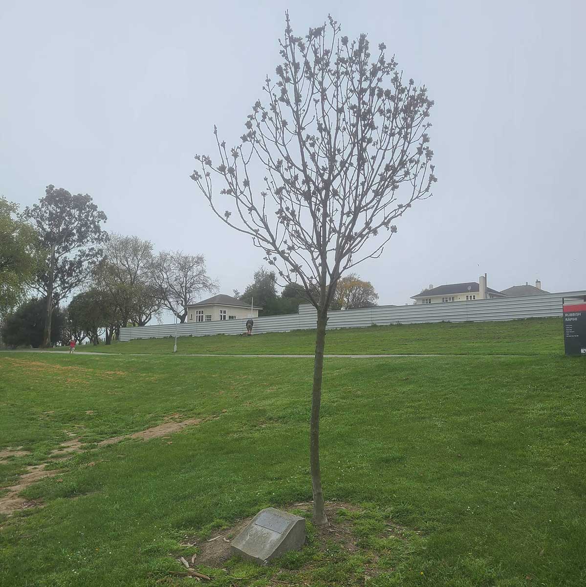 WuHooTimaru AshburyPark Woolcombe Ash Trees 7034650784442331925