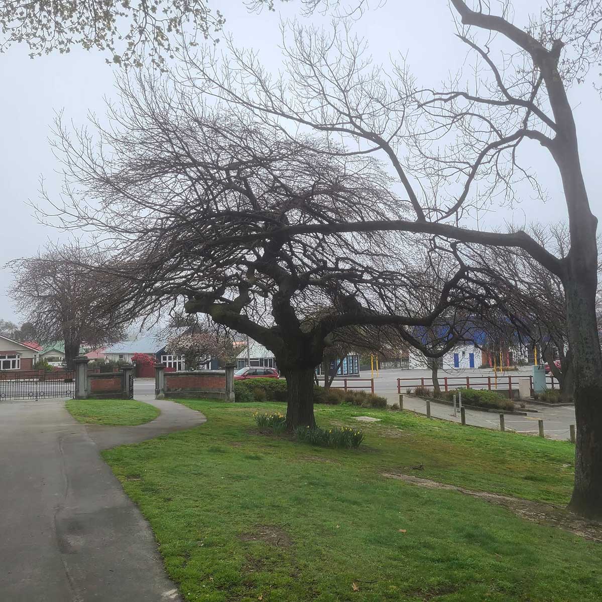 WuHooTimaru AshburyPark Woolcombe Trees