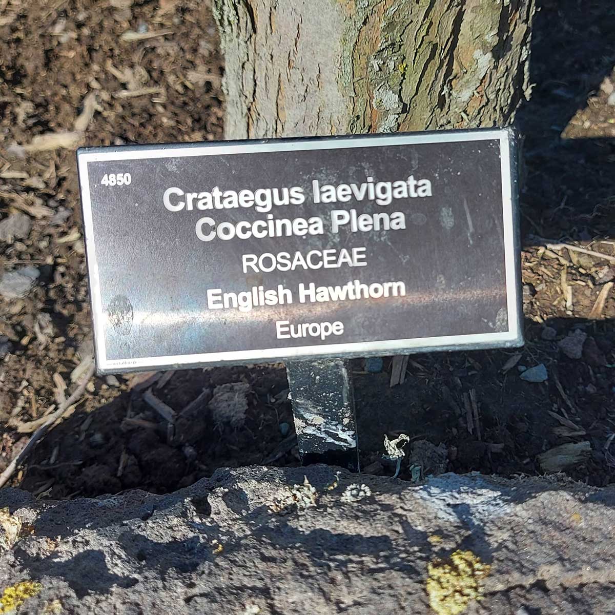 WuHoo Timaru Botanic Gardens Hawthorn Street