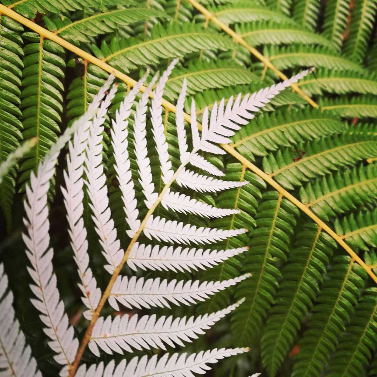WuHooTimaru BotanicGardens SilverFern 8488319728815702016 o