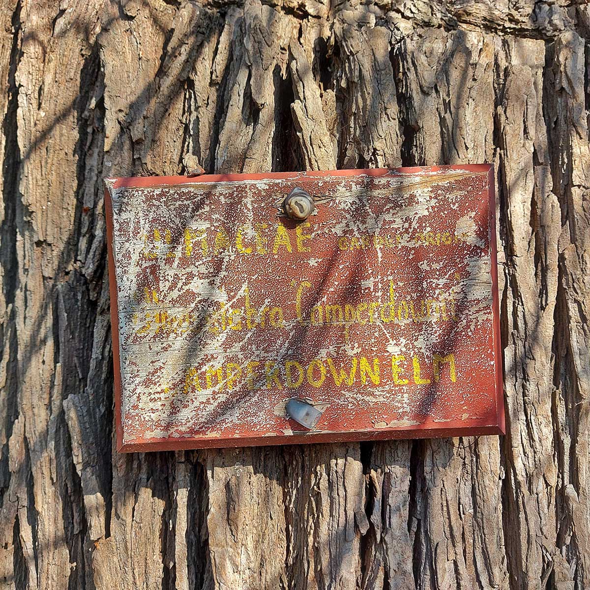 WuHooTimaru Camperdown Wych Elm