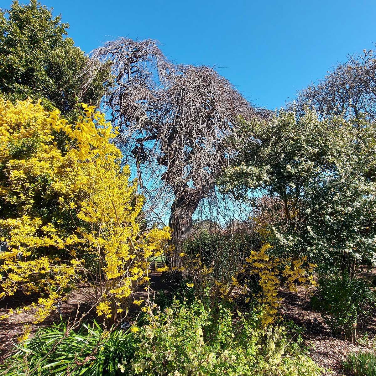 WuHooTimaru Camperdown Wych Elm