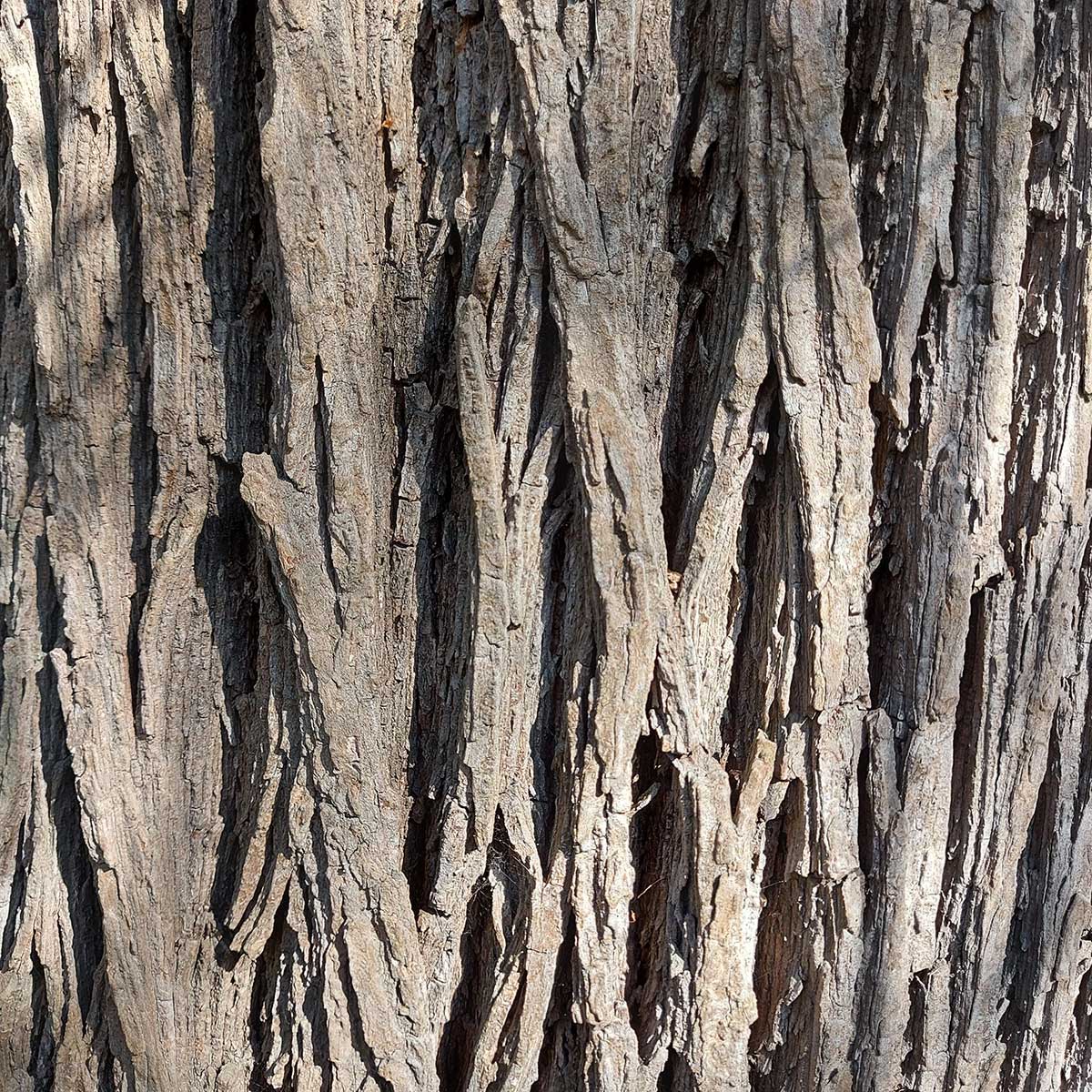 WuHooTimaru Camperdown Wych Elm